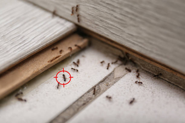 Best Cockroach Control Services  in Oregon, IL