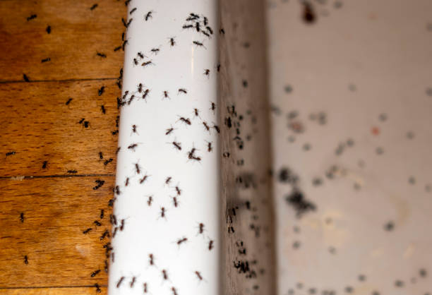 Best Pest Inspection Near Me  in Oregon, IL